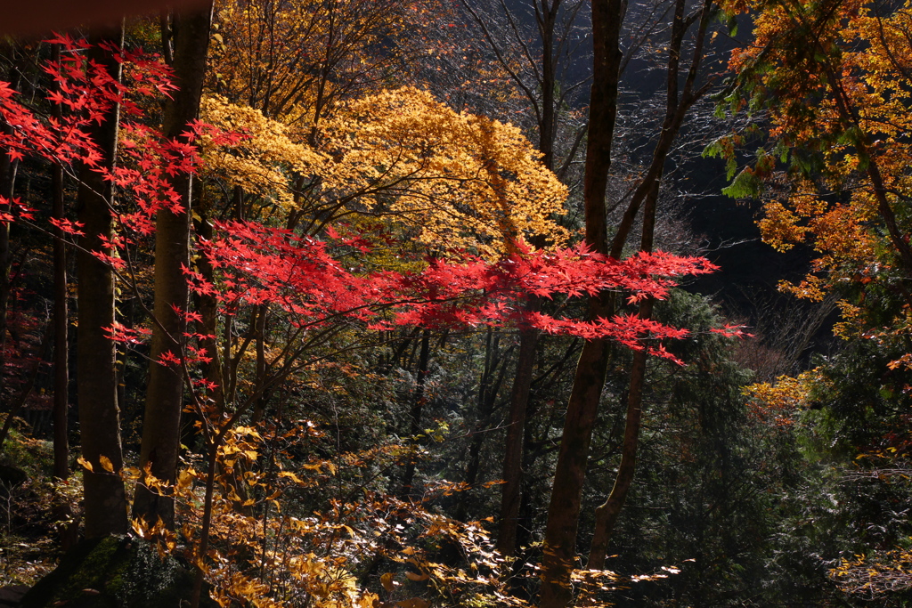 山の紅葉