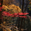 山の紅葉