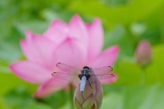 綺麗だなあ～｡｡｡