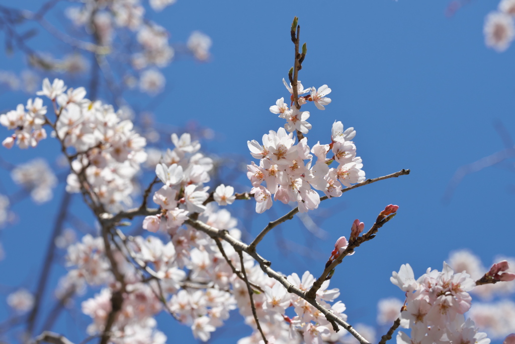 桜春空