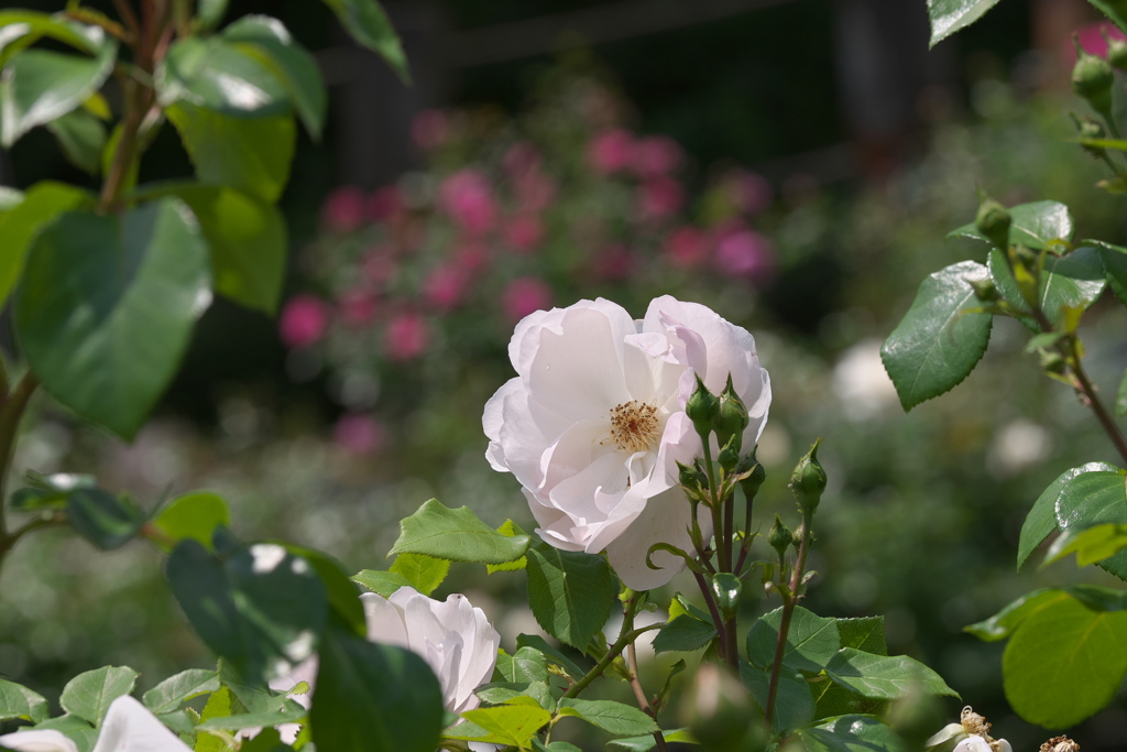 白薔薇