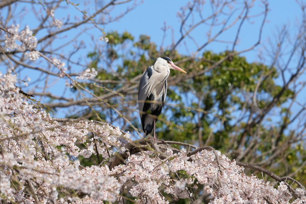 桜サギ