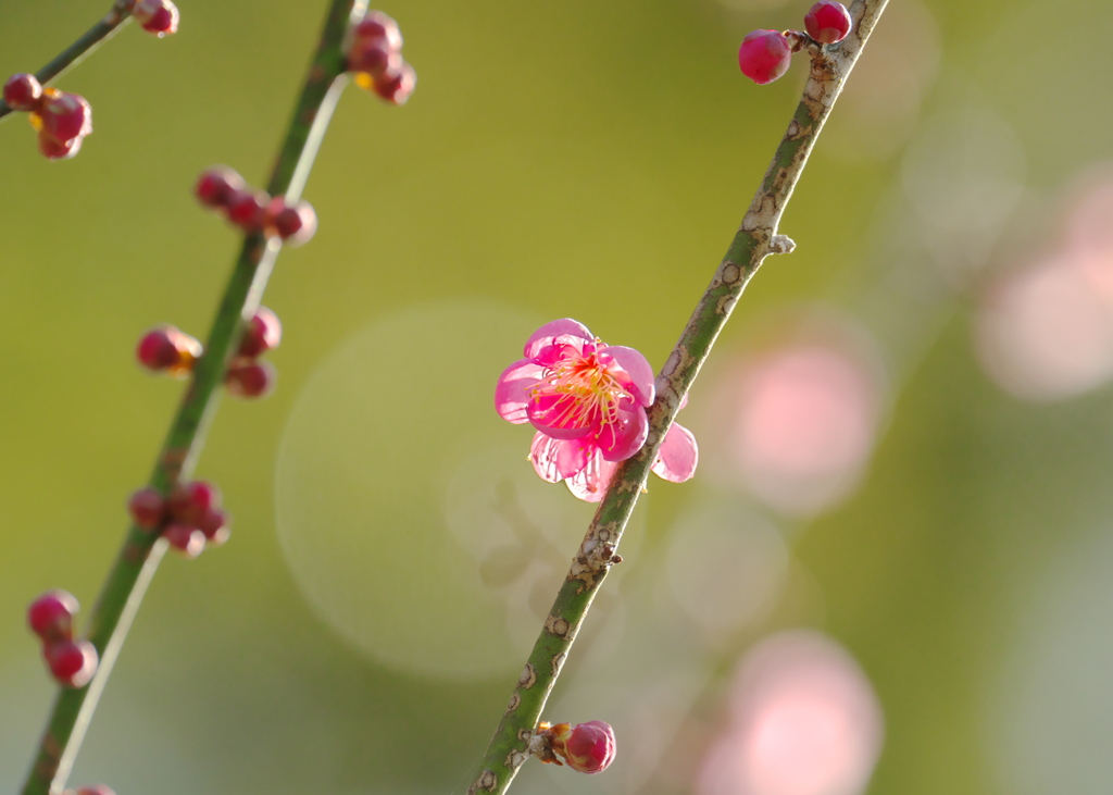 梅の花