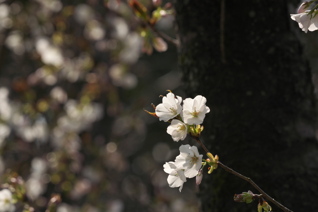 森の桜