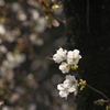 森の桜