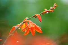 雨のヒメオウギスイセン