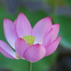 小さな蓮の花