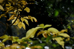 雑木林の黄葉