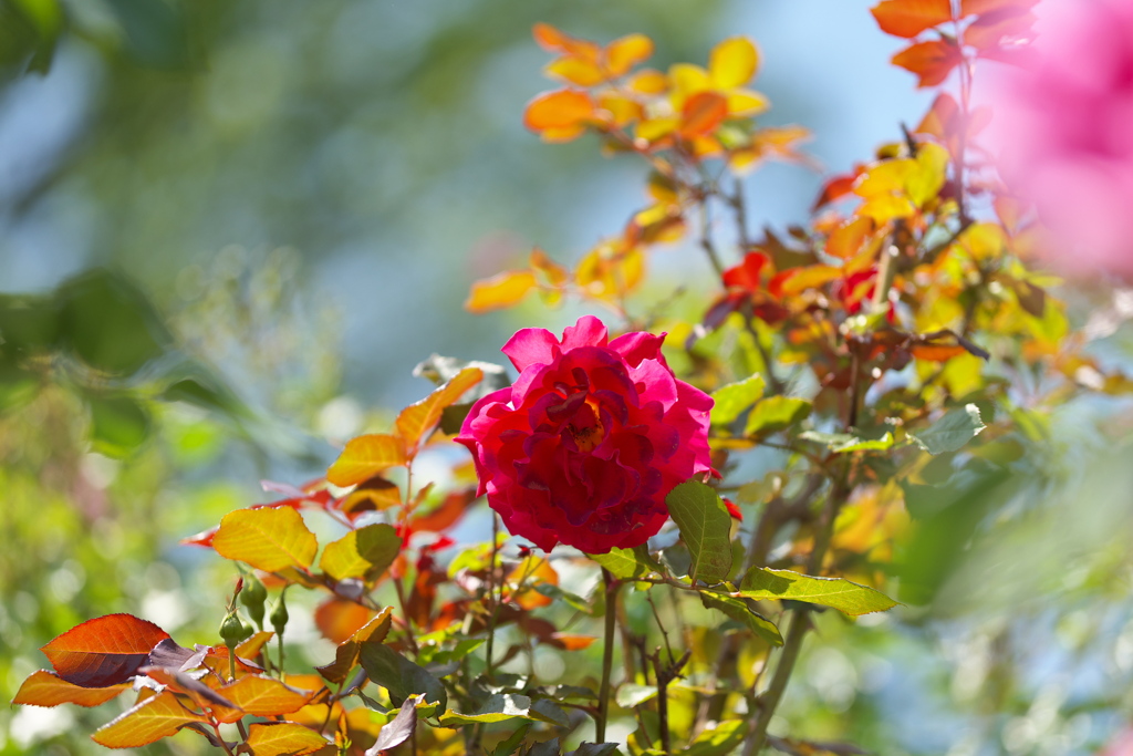 薔薇