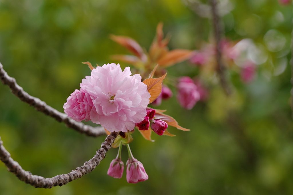 八重桜