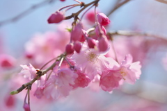 枝垂れの桜