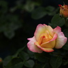 薔薇