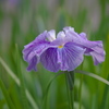 薄紫の大輪花菖蒲