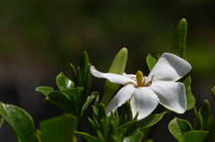 クチナシの白い花～｡｡｡