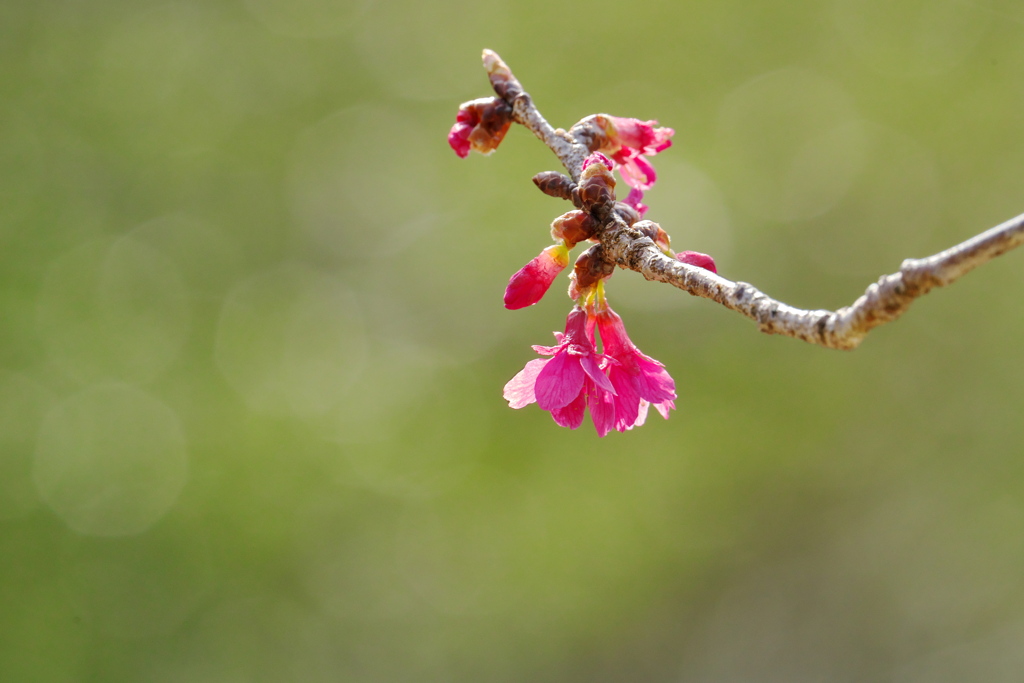 寒緋桜