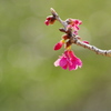 寒緋桜