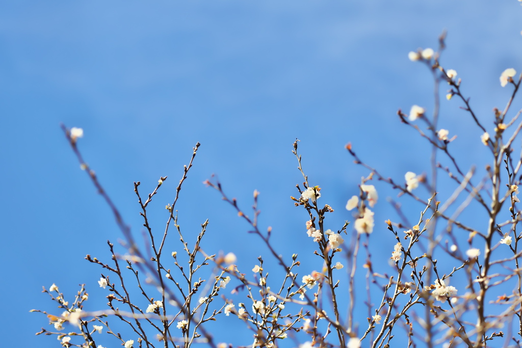 子福桜