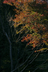 彩りゆく秋
