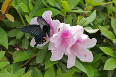クロアゲハ　♀