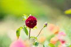 ファニー・ポーズで薔薇の園