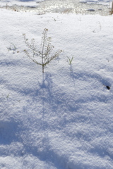 雪原に立つ