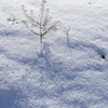 雪原に立つ