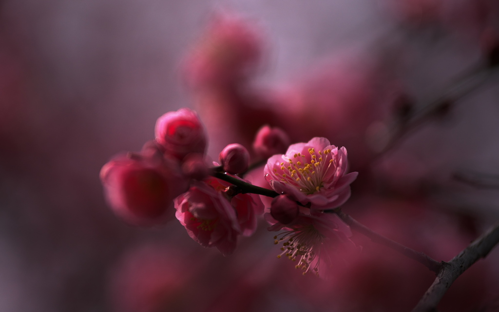紅梅