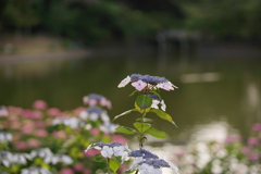 夕方、池の縁