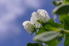 さや豆の白い花
