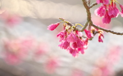 春　寒緋桜