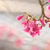 春　寒緋桜