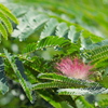 ネムノキの花