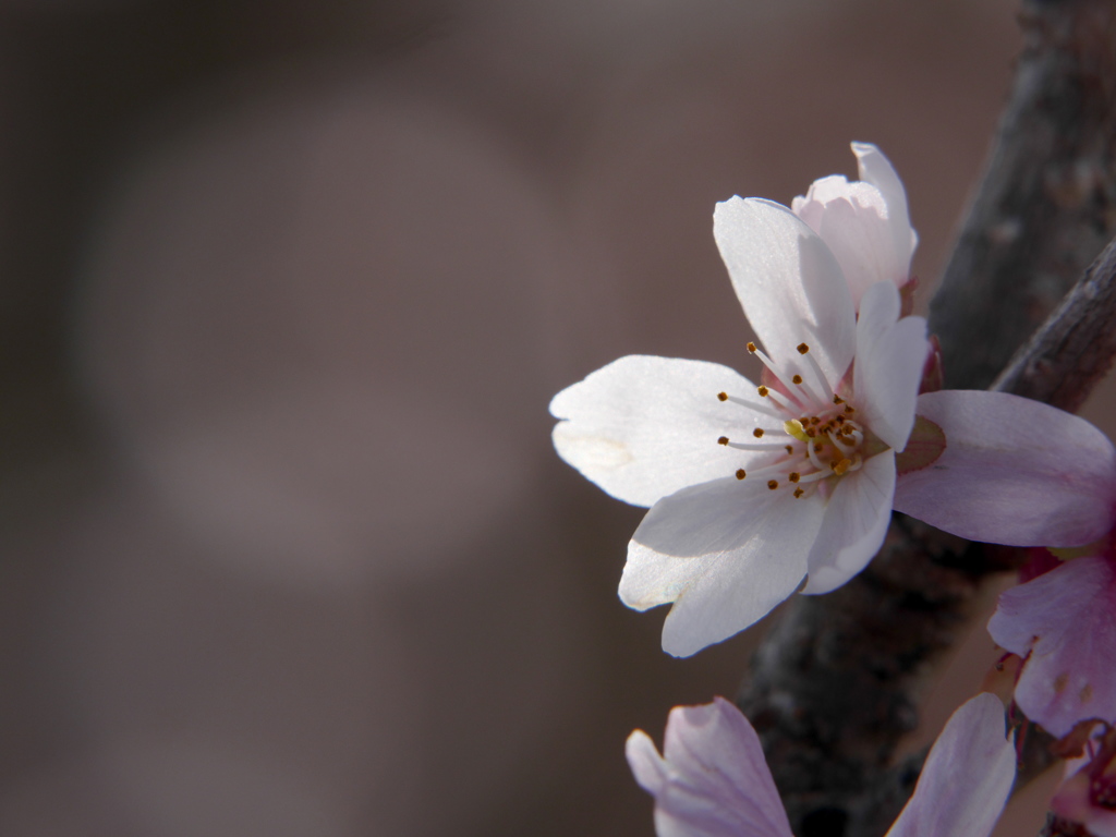 冬の桜