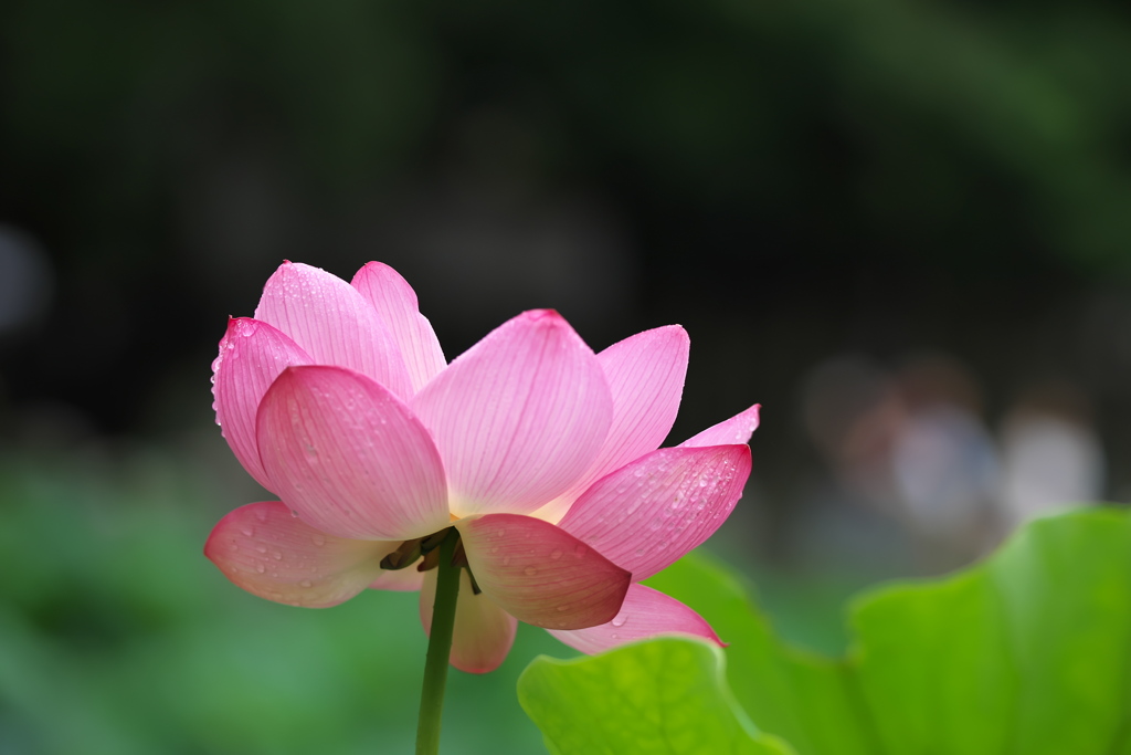 蓮華
