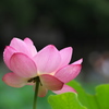 蓮華
