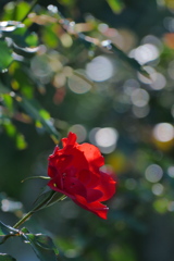 秋の紅薔薇