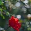 秋の紅薔薇