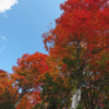 秋空の紅葉