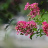 遊歩道の涼花