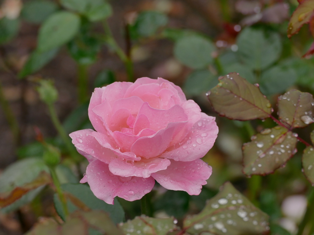 秋の薔薇 秋のしずく