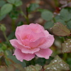 秋の薔薇 秋のしずく