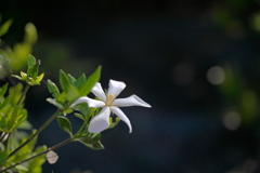 ♪～ クチナシの白い花 ～♪
