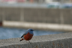 浜名湖　夕のイソヒヨドリ
