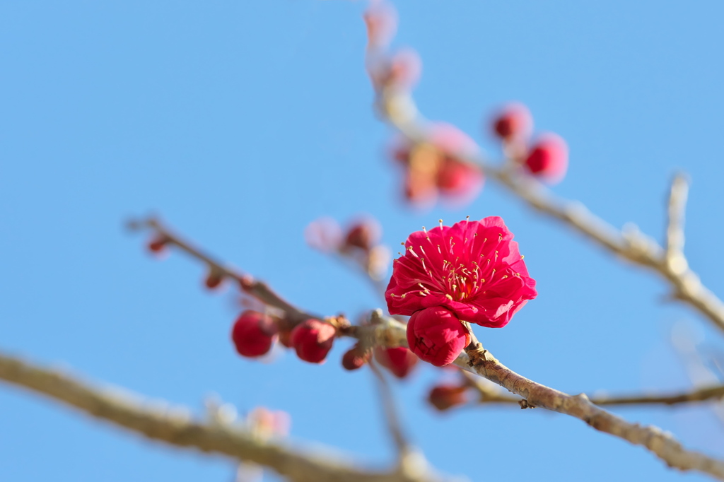 紅の梅