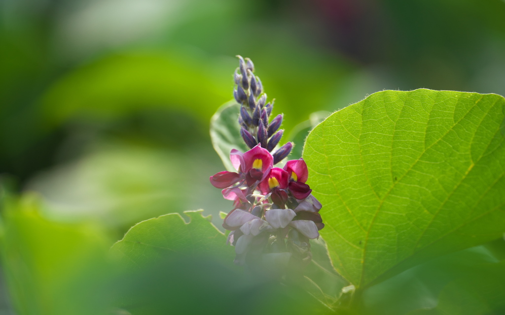 葛の花