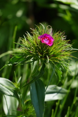 きれいな花にはエリマキが｡｡｡
