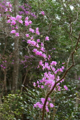 春山の花