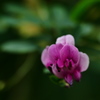 萩の花