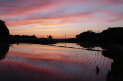早苗の夕焼け