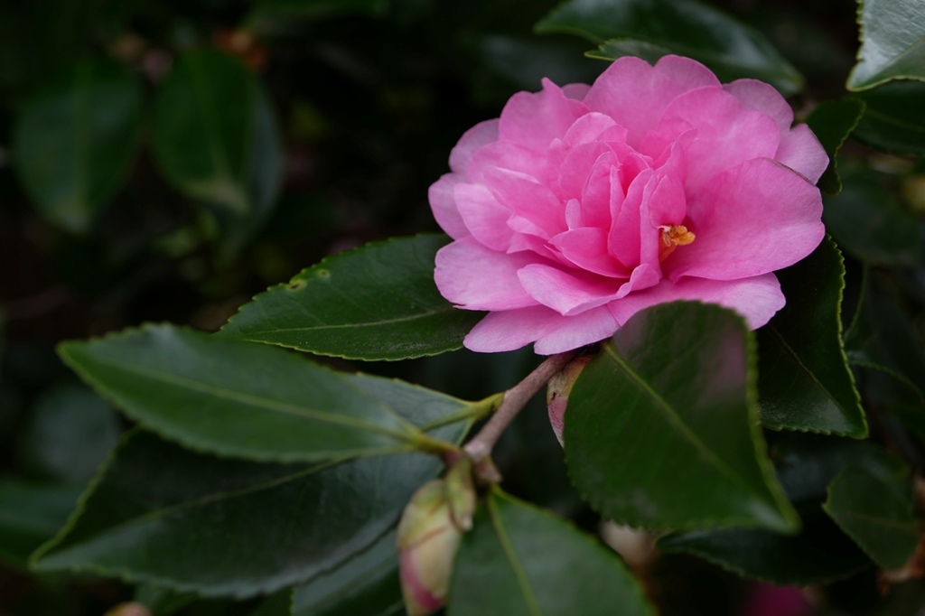 冬の彩　山茶花